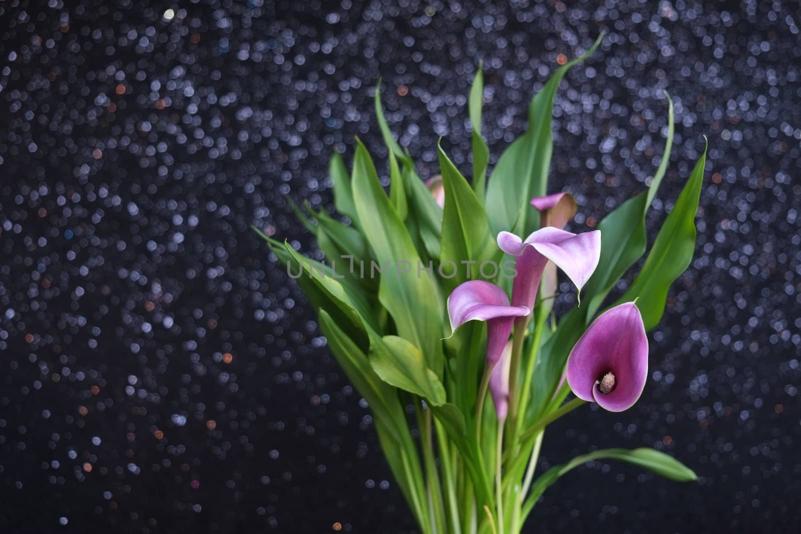 purple calla lilies by mmm
