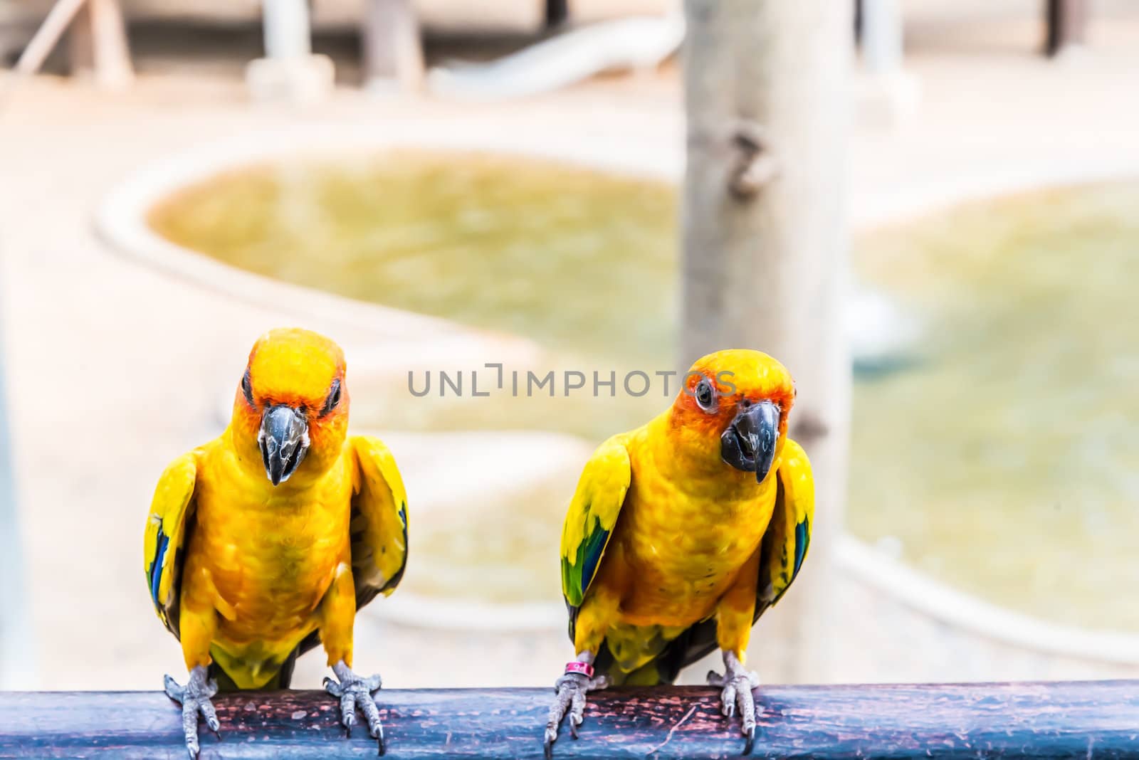 Parrots  by wmitrmatr