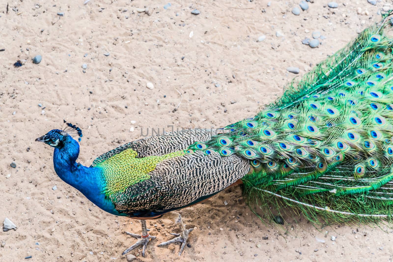 Colourful peacock walking with its tail closed and in profile. by wmitrmatr