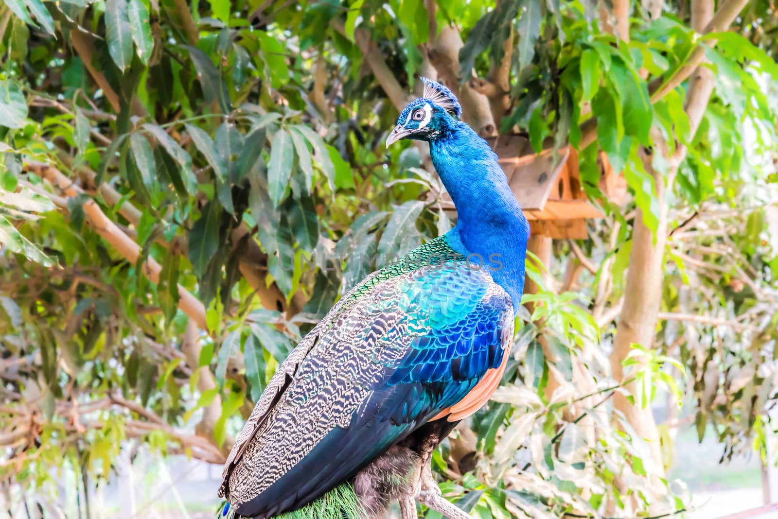 Colourful peacock on tree background.