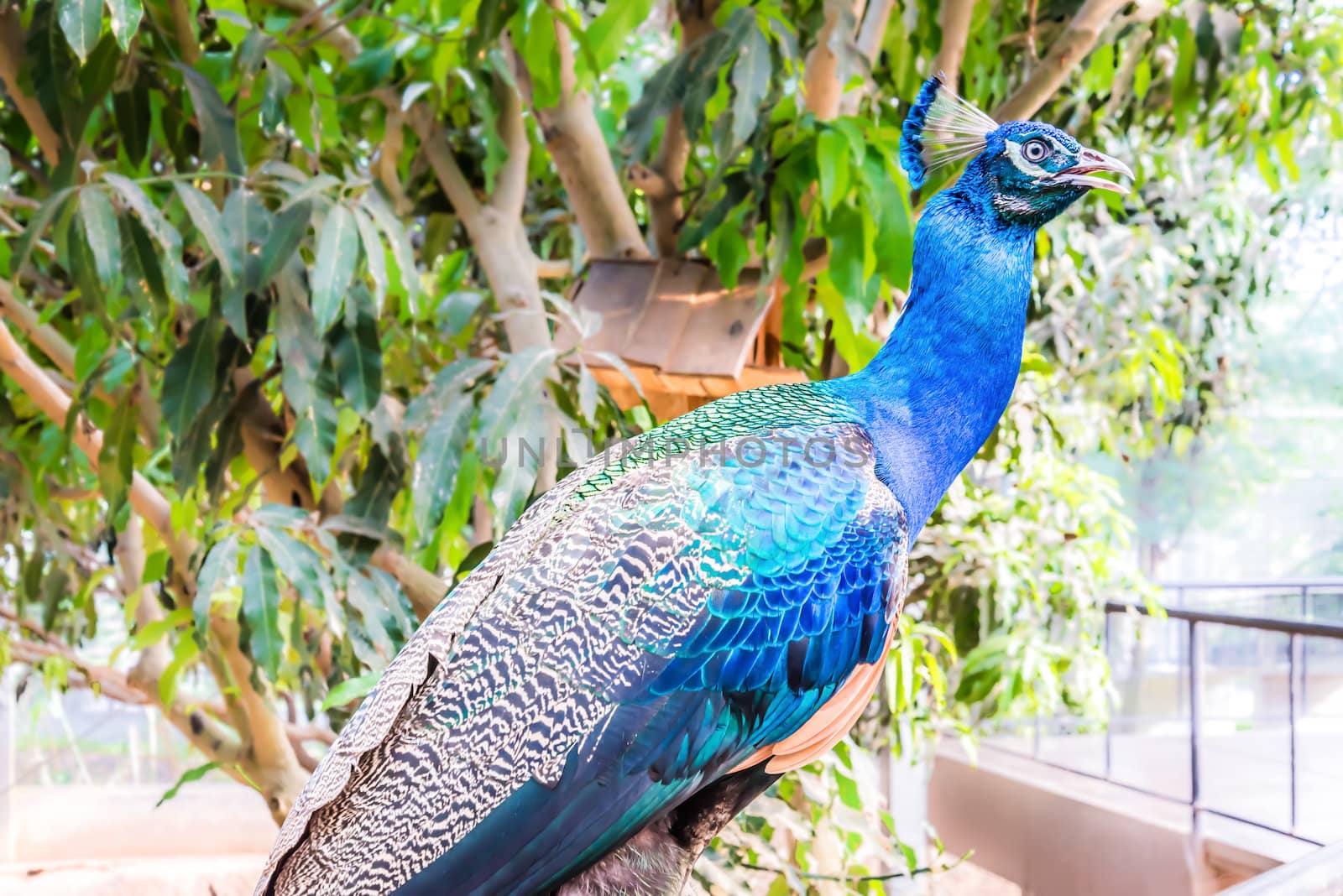 Colourful peacock on tree background.