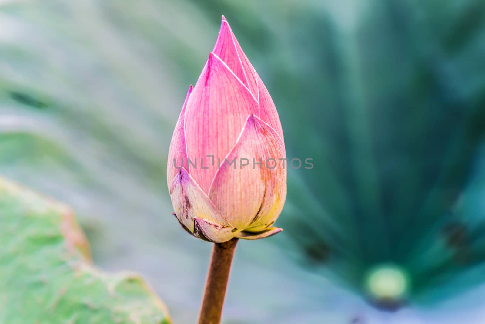 lotus bud by wmitrmatr
