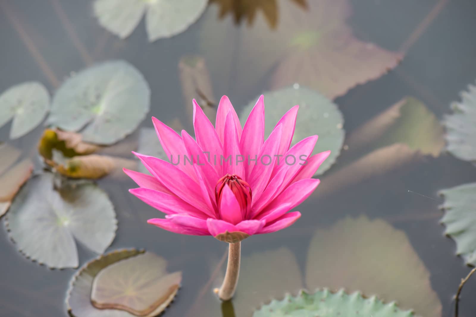 Close up pink water lily blossom in the pond in the morning