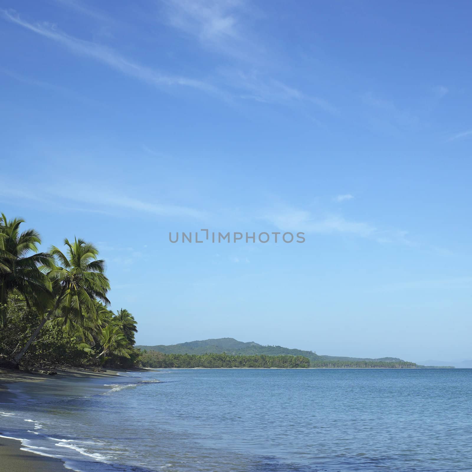 Deserted island with palm trees