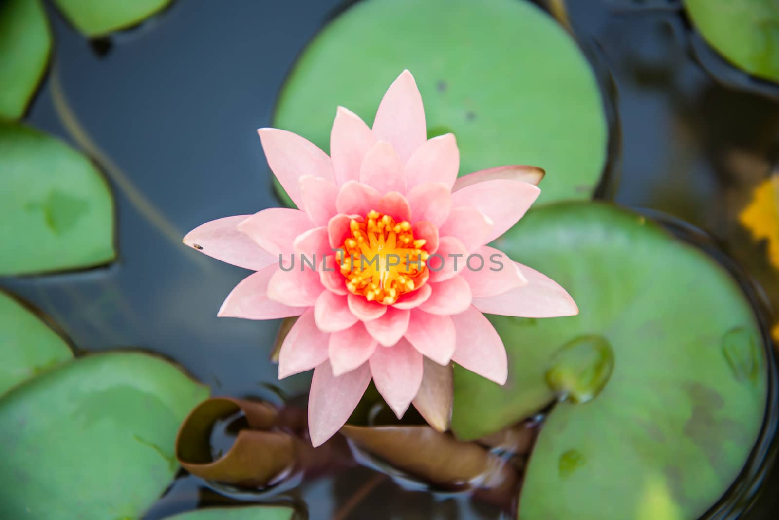 beautiful pink lotus with bee in the pond on cloudy day by wmitrmatr