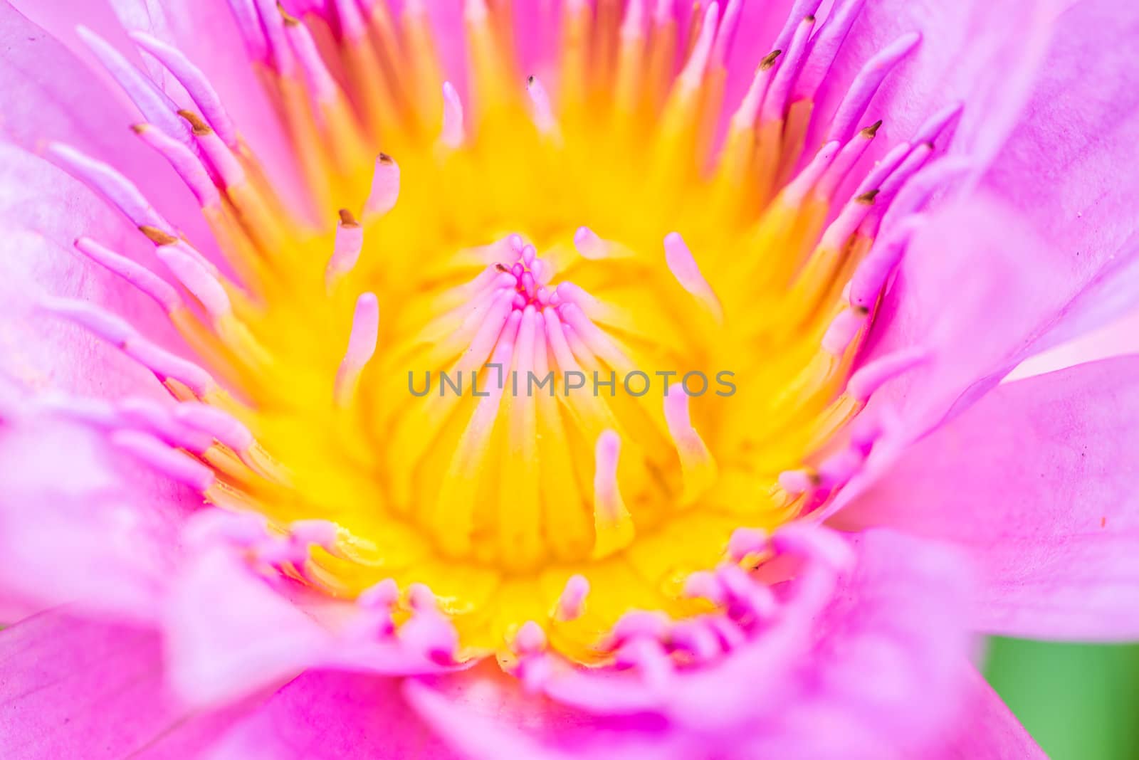 close up of yellow-pink lotus flower. by wmitrmatr