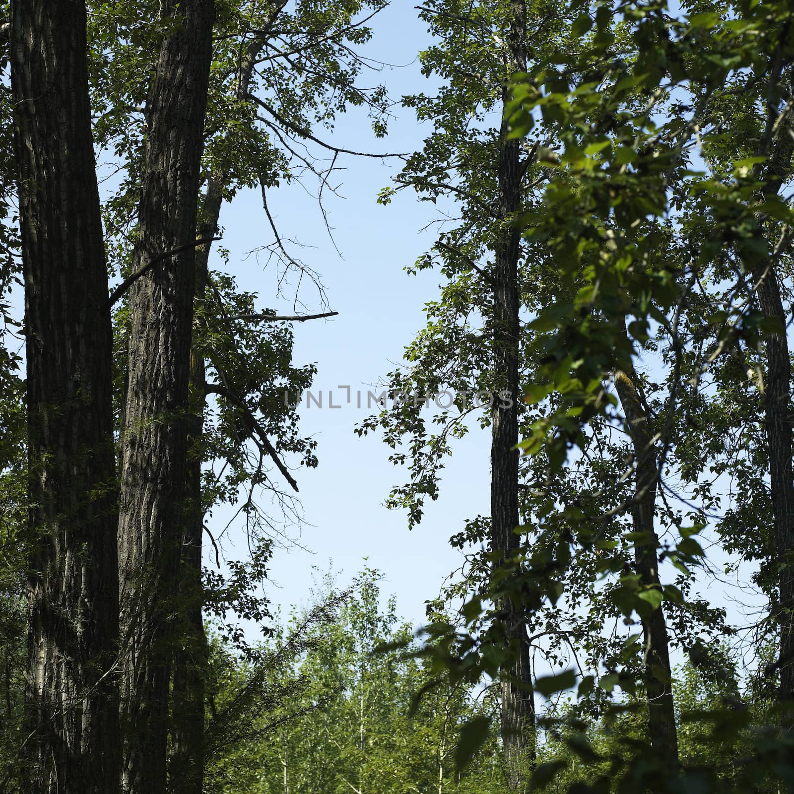 Tree branches with green leaves and blue sky