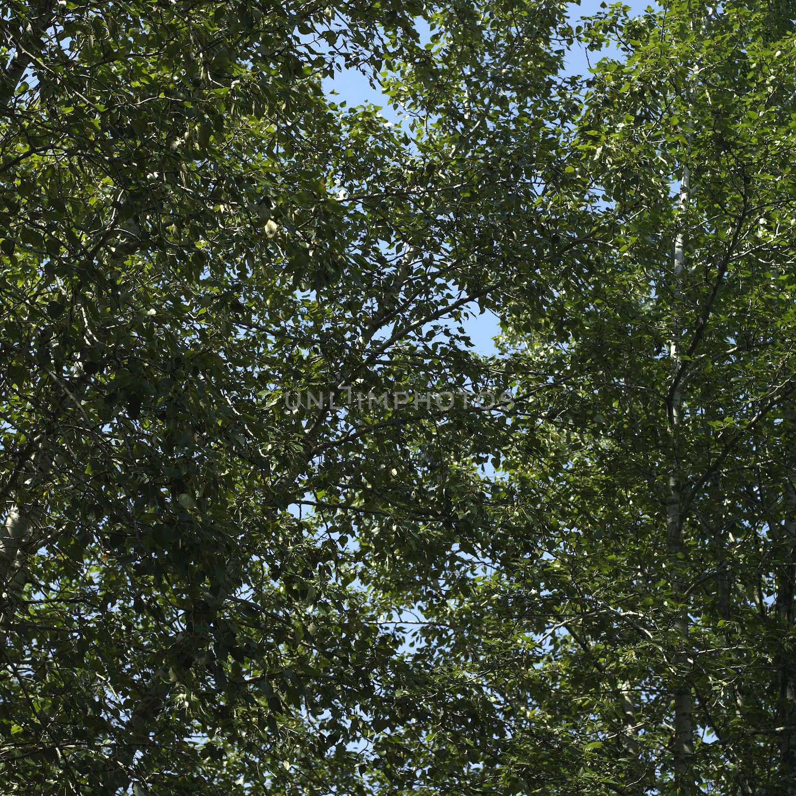 Tree branches with green leaves and blue sky