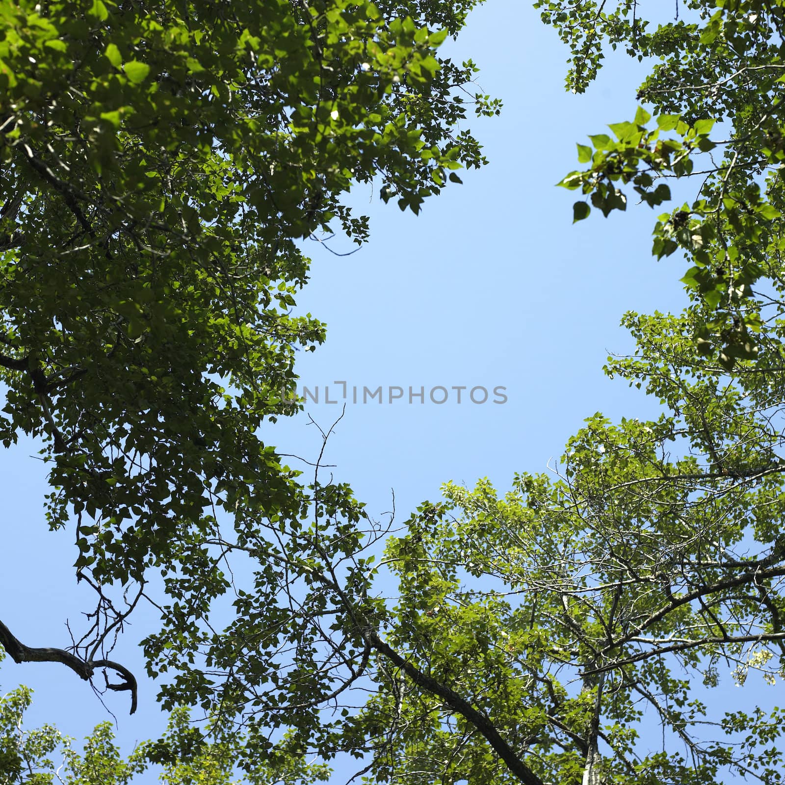 Trees and blue sky by mmm