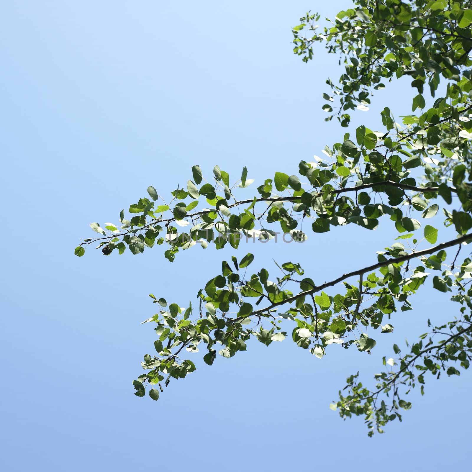 Tree branches with green leaves and blue sky