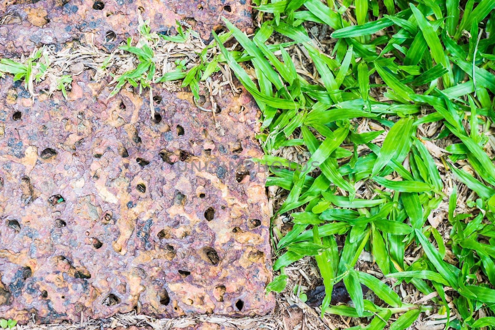 stone on green grass in the garden