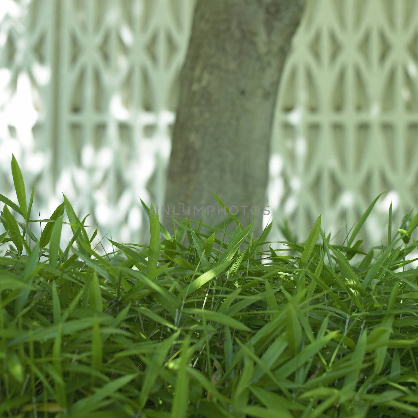 Tree and grass by mmm