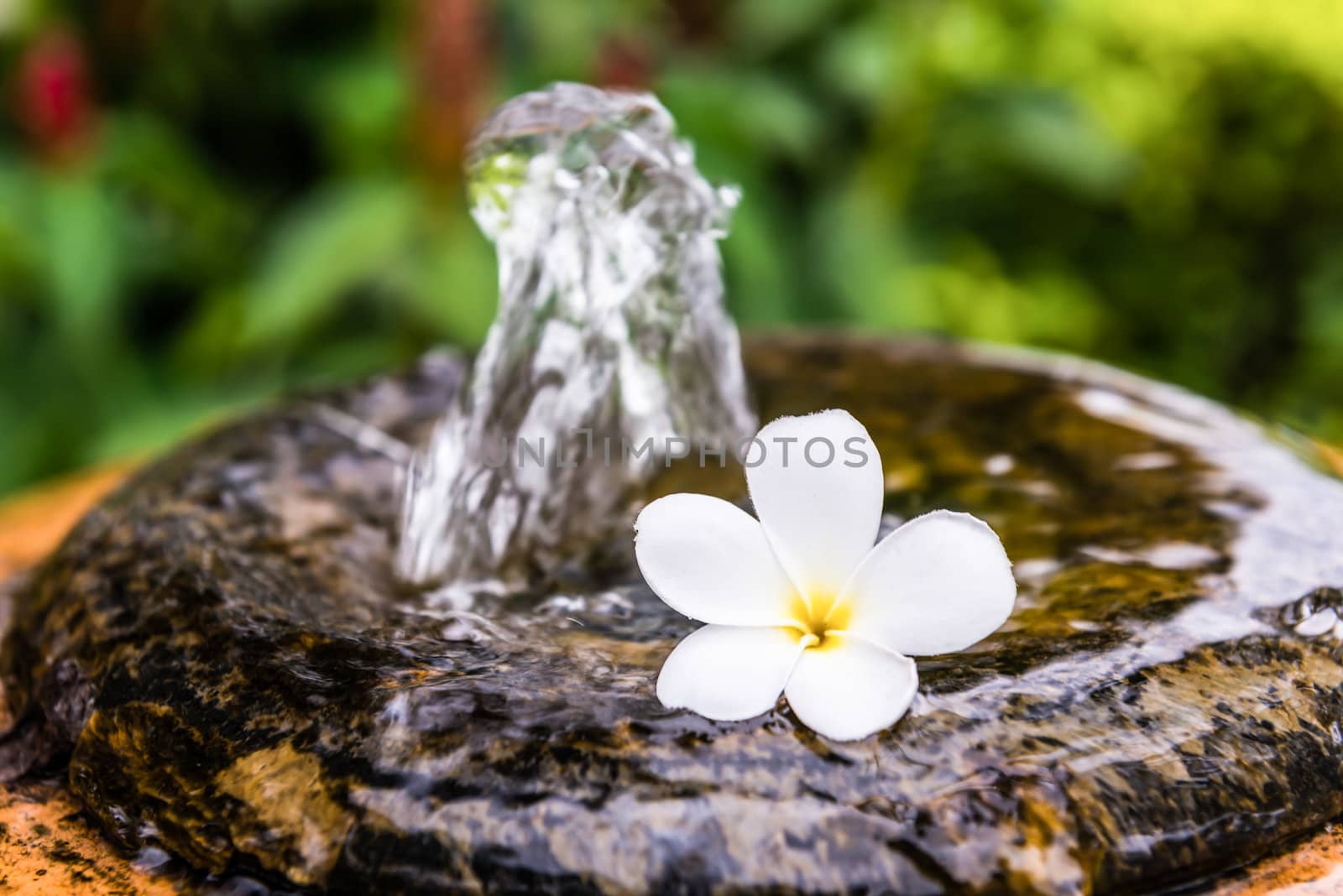 frangipani spa flowers over  water background