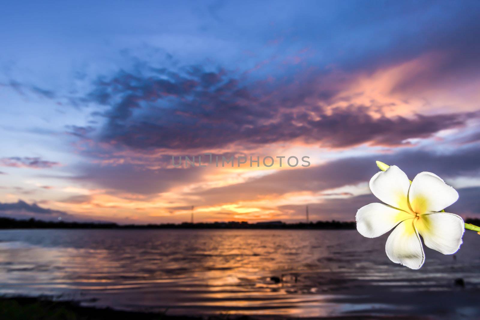 frangipani white flower on blur sunset back ground.