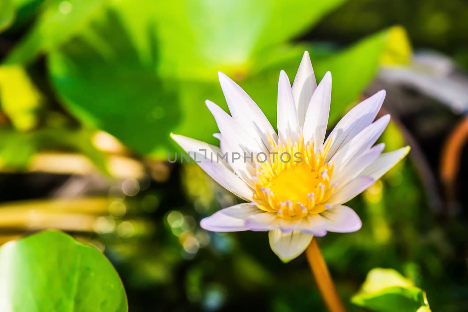 Lotus blossom by wmitrmatr