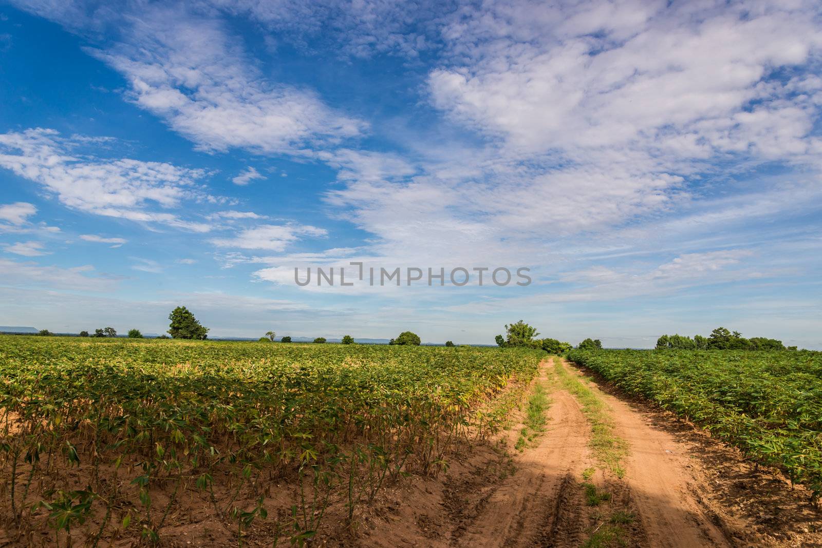 a field of cassava plant in Thailand