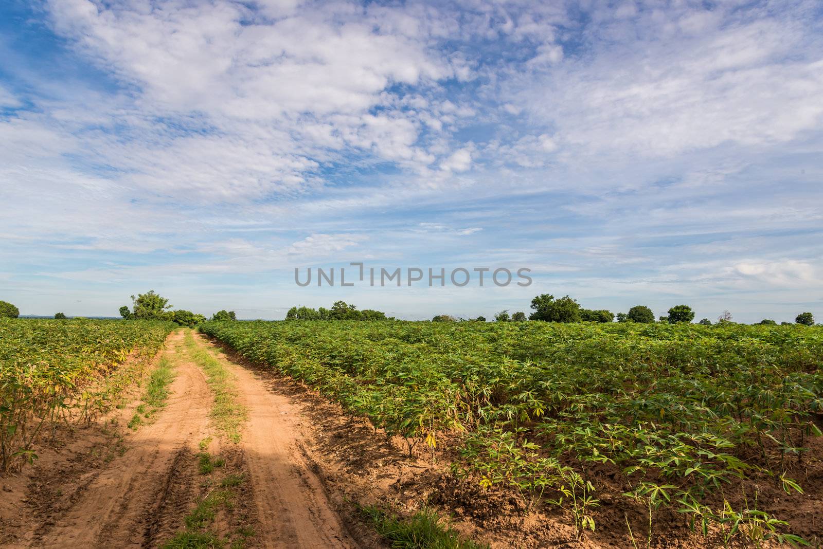 a field of cassava plant in Thailand