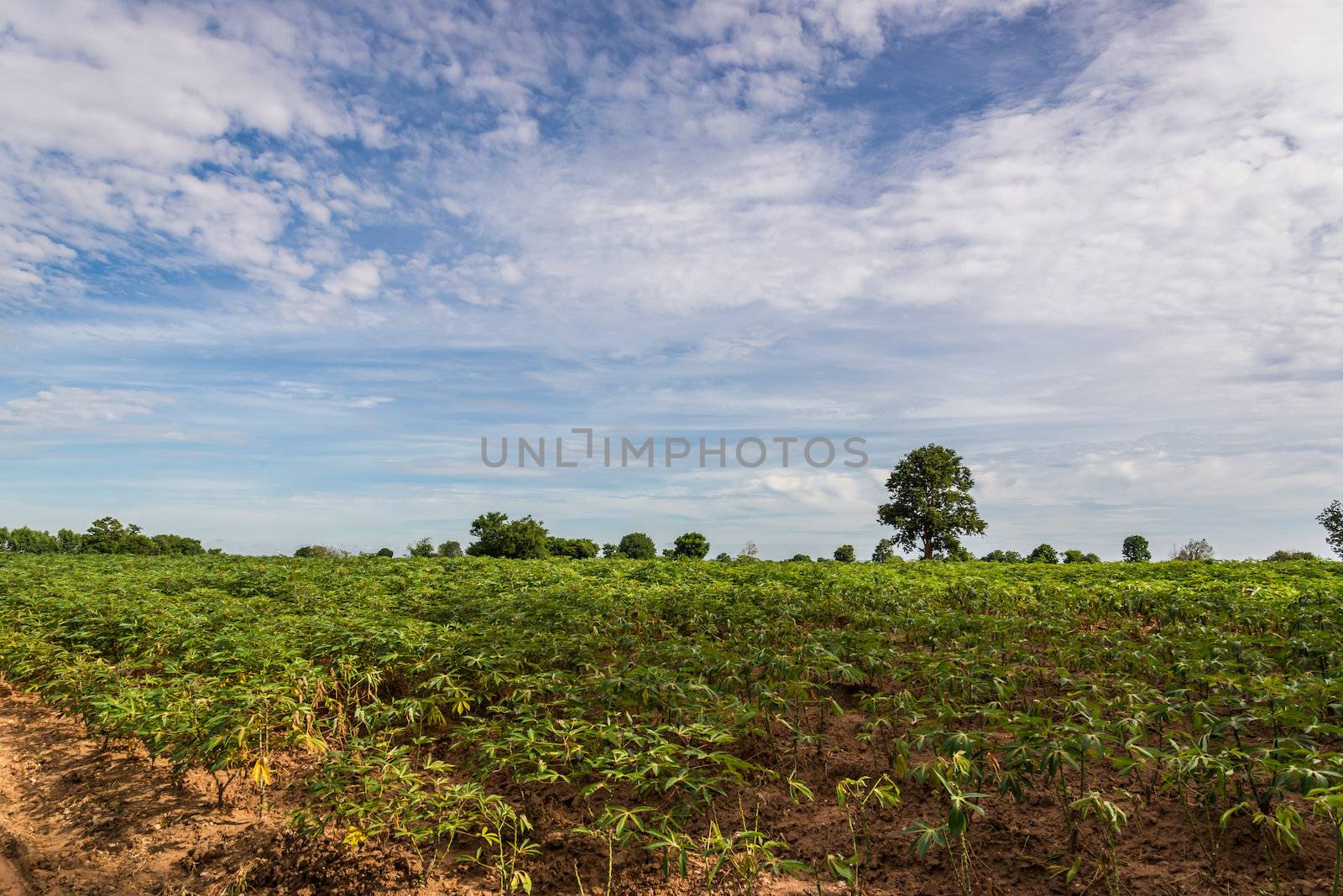 a field of cassava plant in Thailand