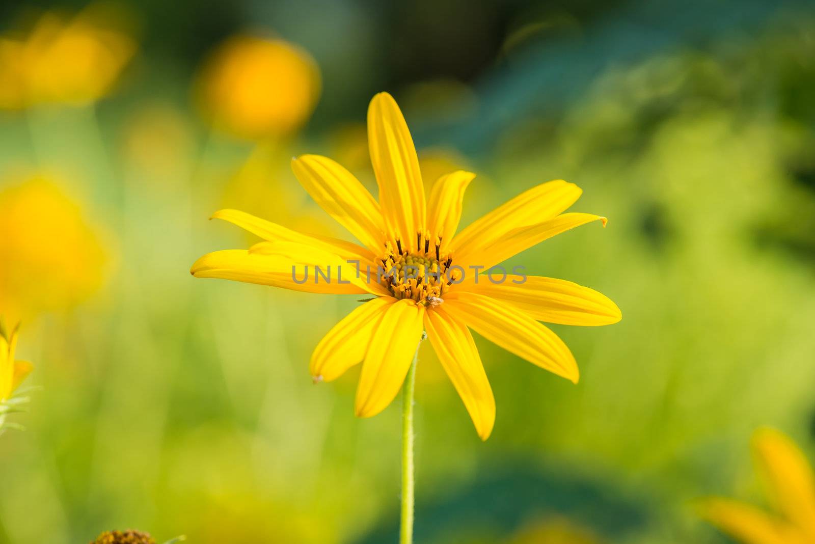 Yellow topinambur flowers by wmitrmatr