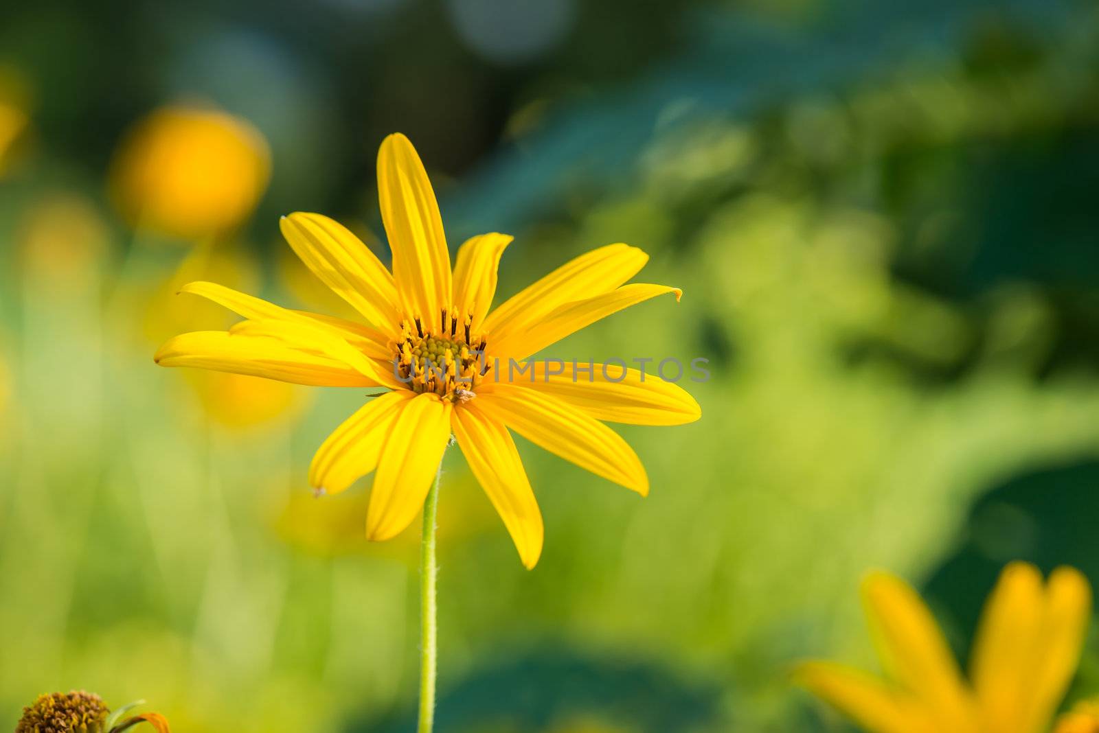Yellow topinambur flowers by wmitrmatr