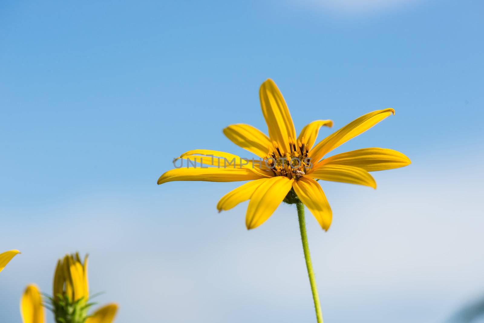 Yellow topinambur flowers (daisy family) against blue sky