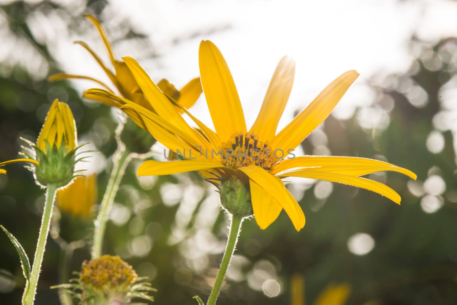 Jerusalem artichoke flowers close up in summer