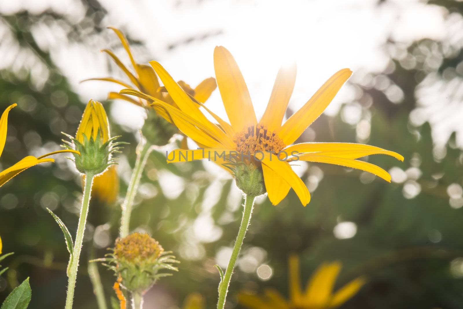 Jerusalem artichoke flowers close up in summer