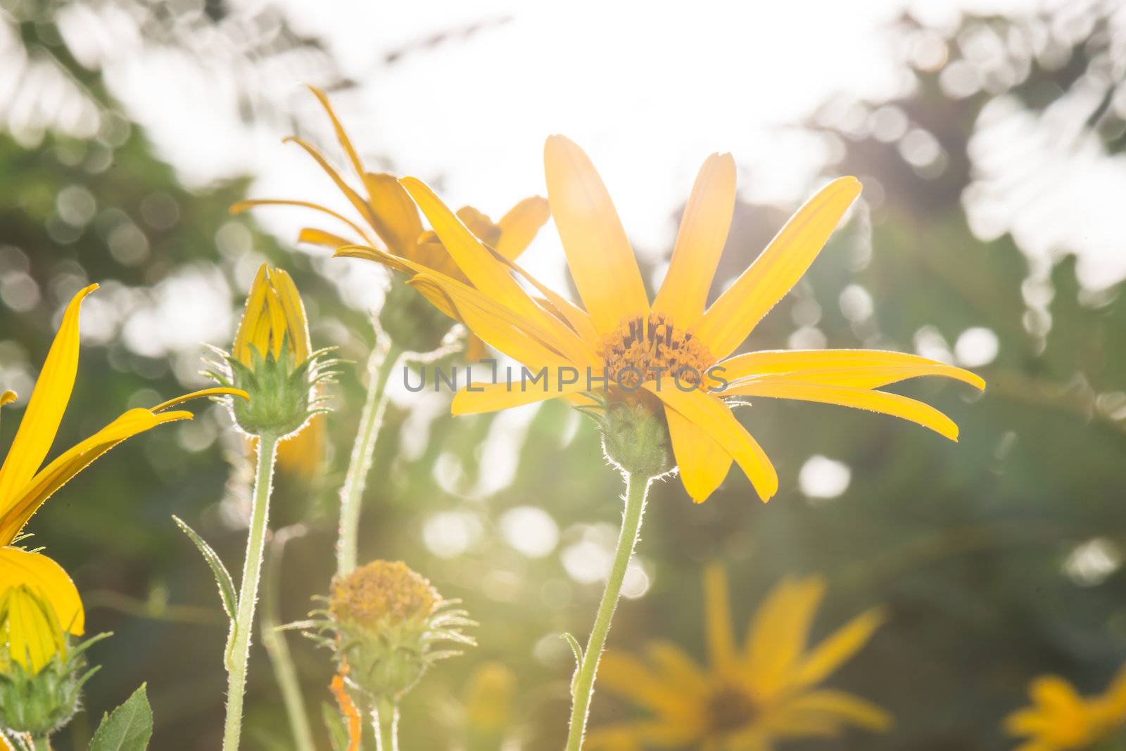 Jerusalem artichoke flowers close up in summer