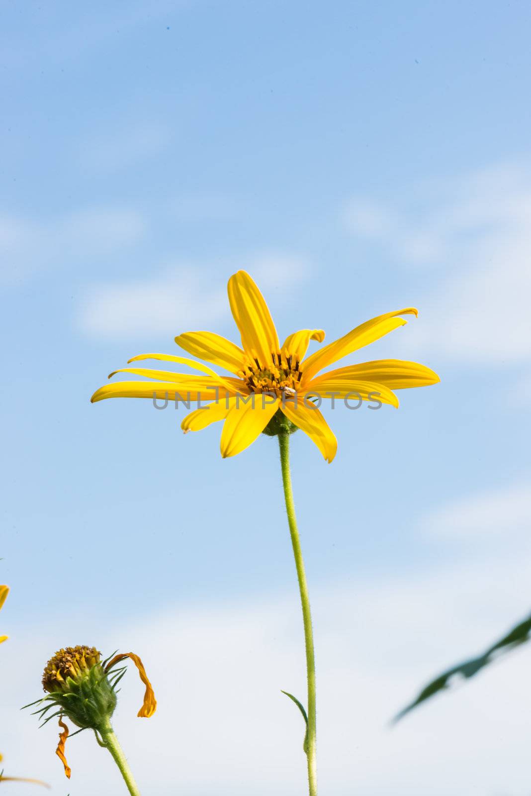 Yellow topinambur flowers (daisy family) against blue sky