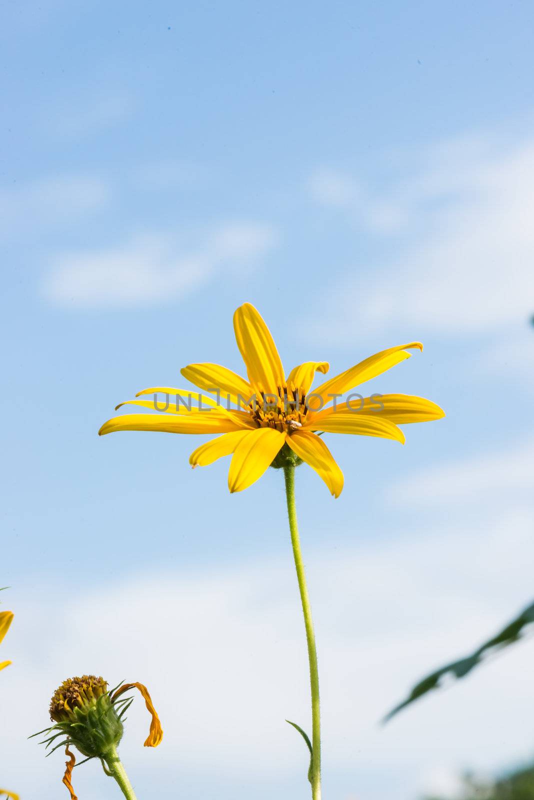 Yellow topinambur flowers (daisy family) against blue sky