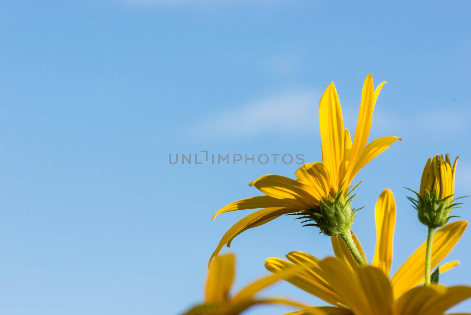 Yellow topinambur flowers (daisy family) against blue sky