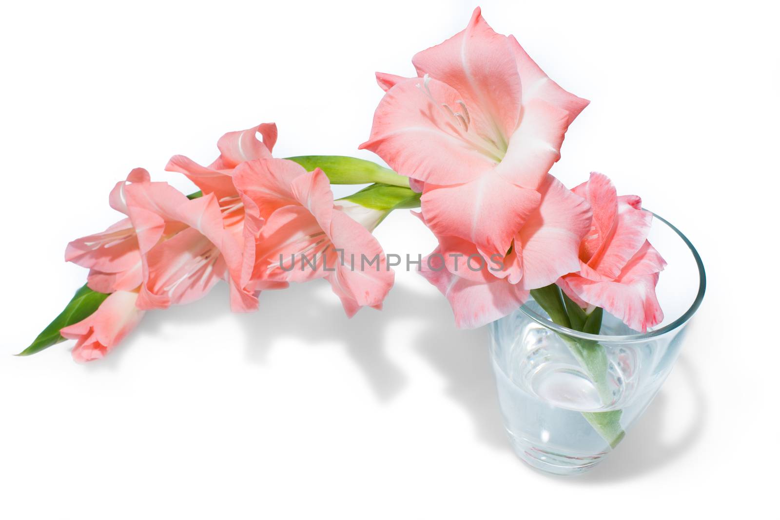 single pink gladiolus in a glass vase with water isolated on white background with shadows