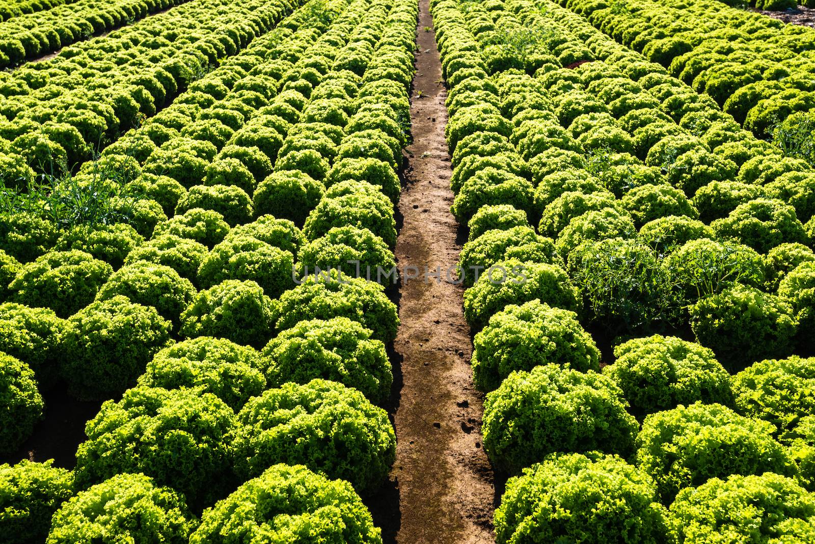 Rows of salad on a large agriculture field in late summer