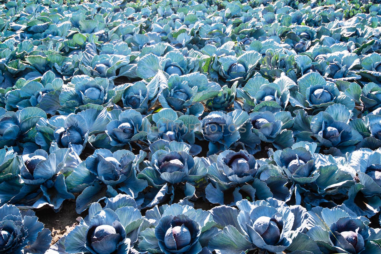 Lots of red cabbage plants in the field in late summer