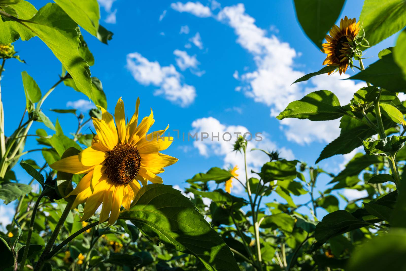 sunflower field over cloudy blue sky and sunlight in late summer