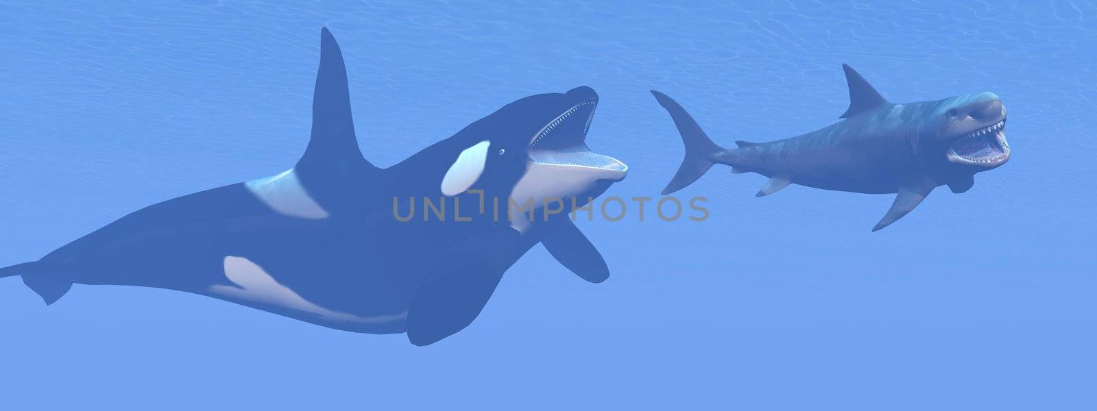 Killer whale attacking small megalodon shark - 3D render by Elenaphotos21