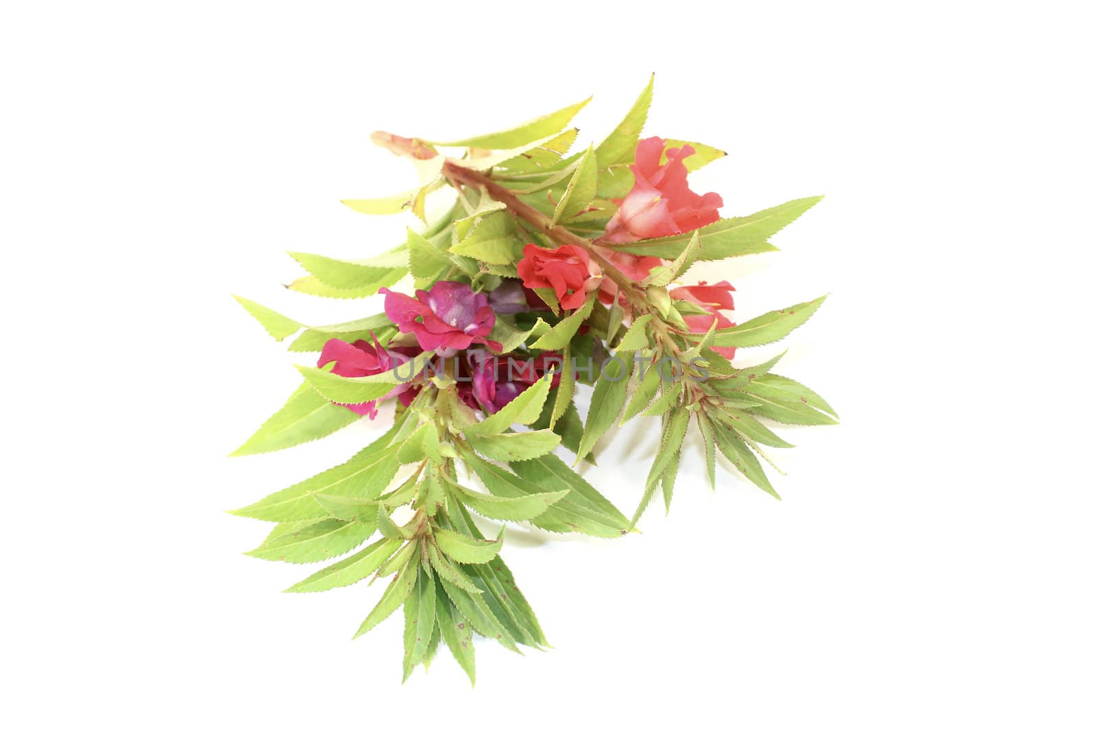 healthy red and purple Balsam on a light background