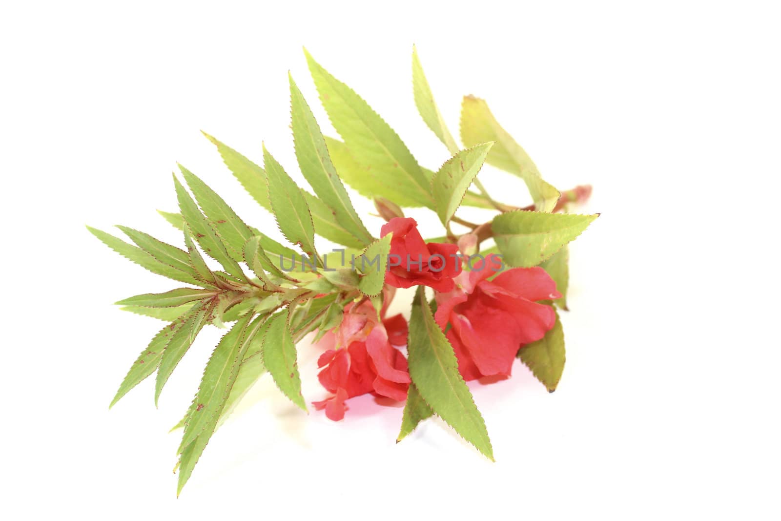 healthy red Balsam by discovery