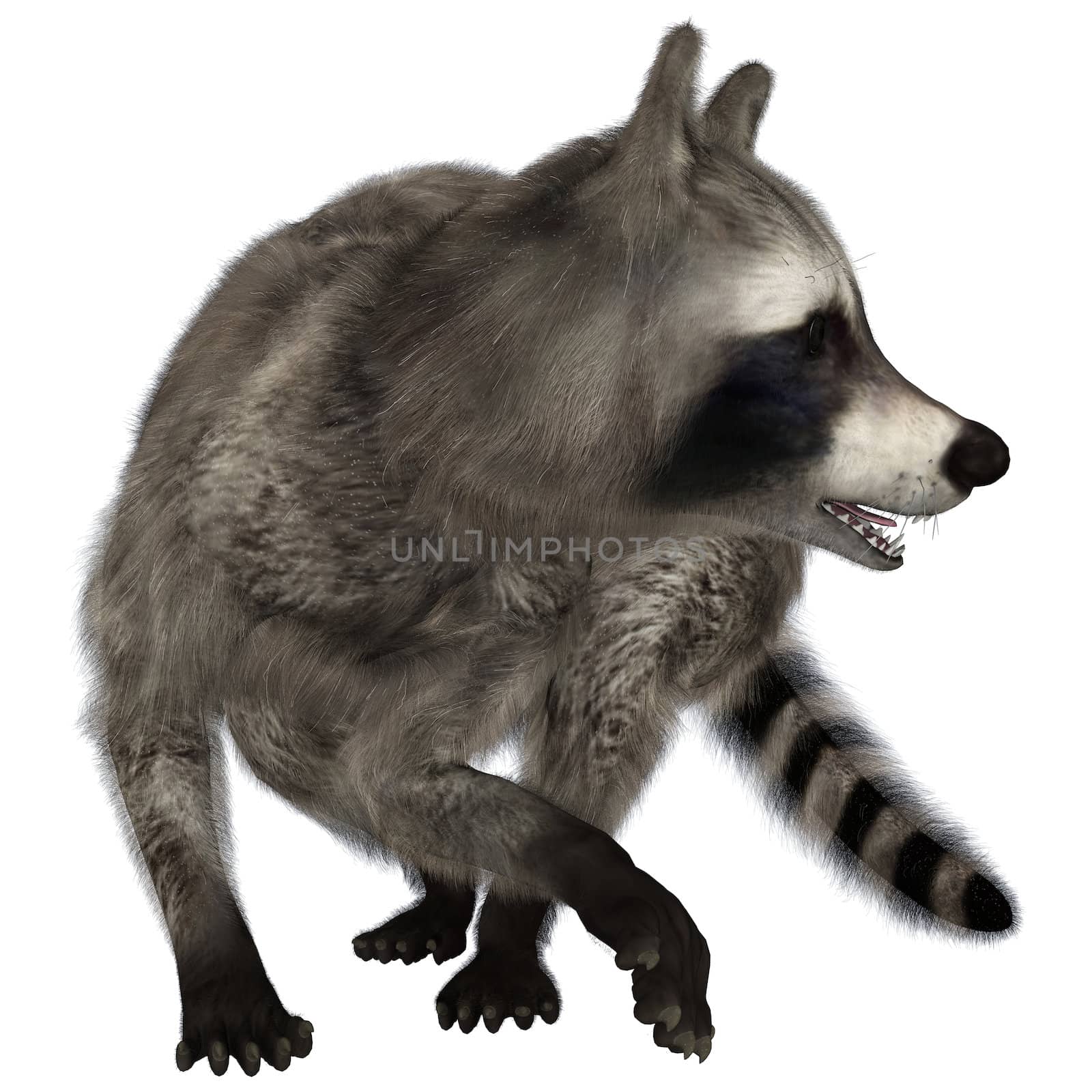 Raccoon by Vac