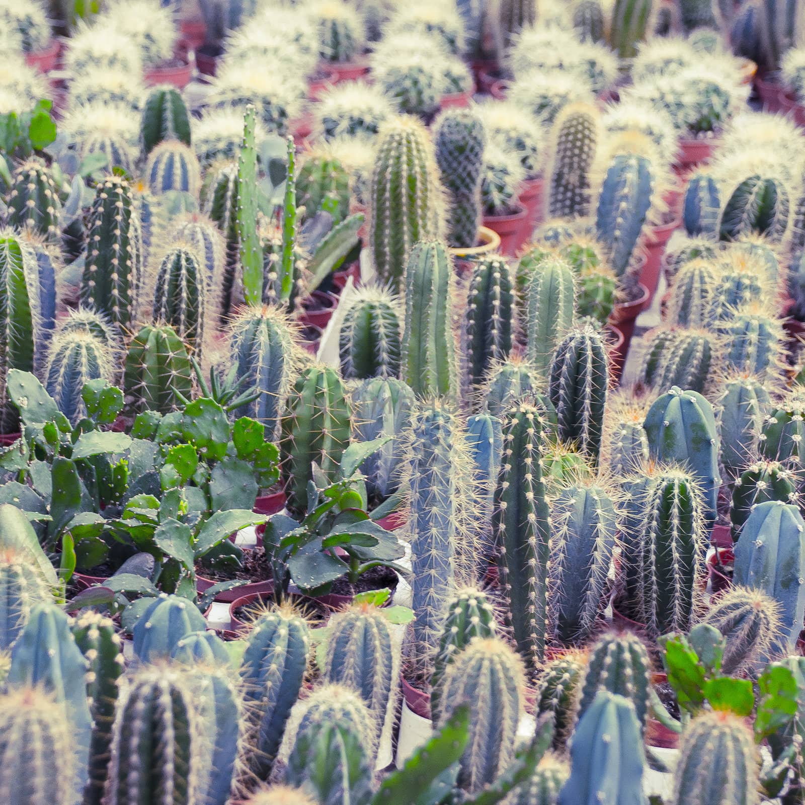 Little succulents at gallery in Odessa. Ukraine. 