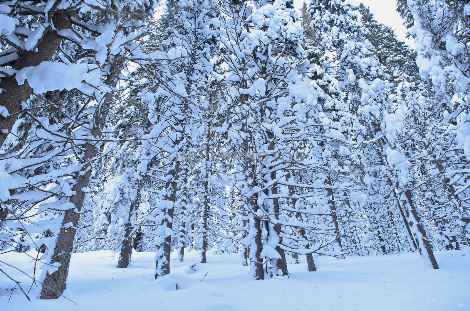 Winter Forest by puppiesam