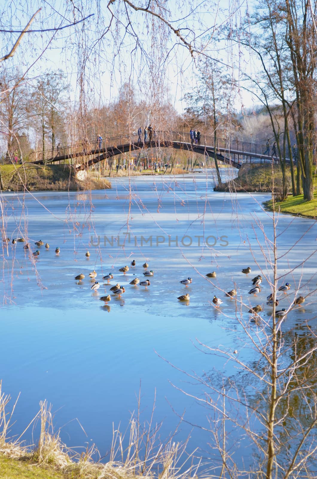 Ducks in the lake and brige by puppiesam