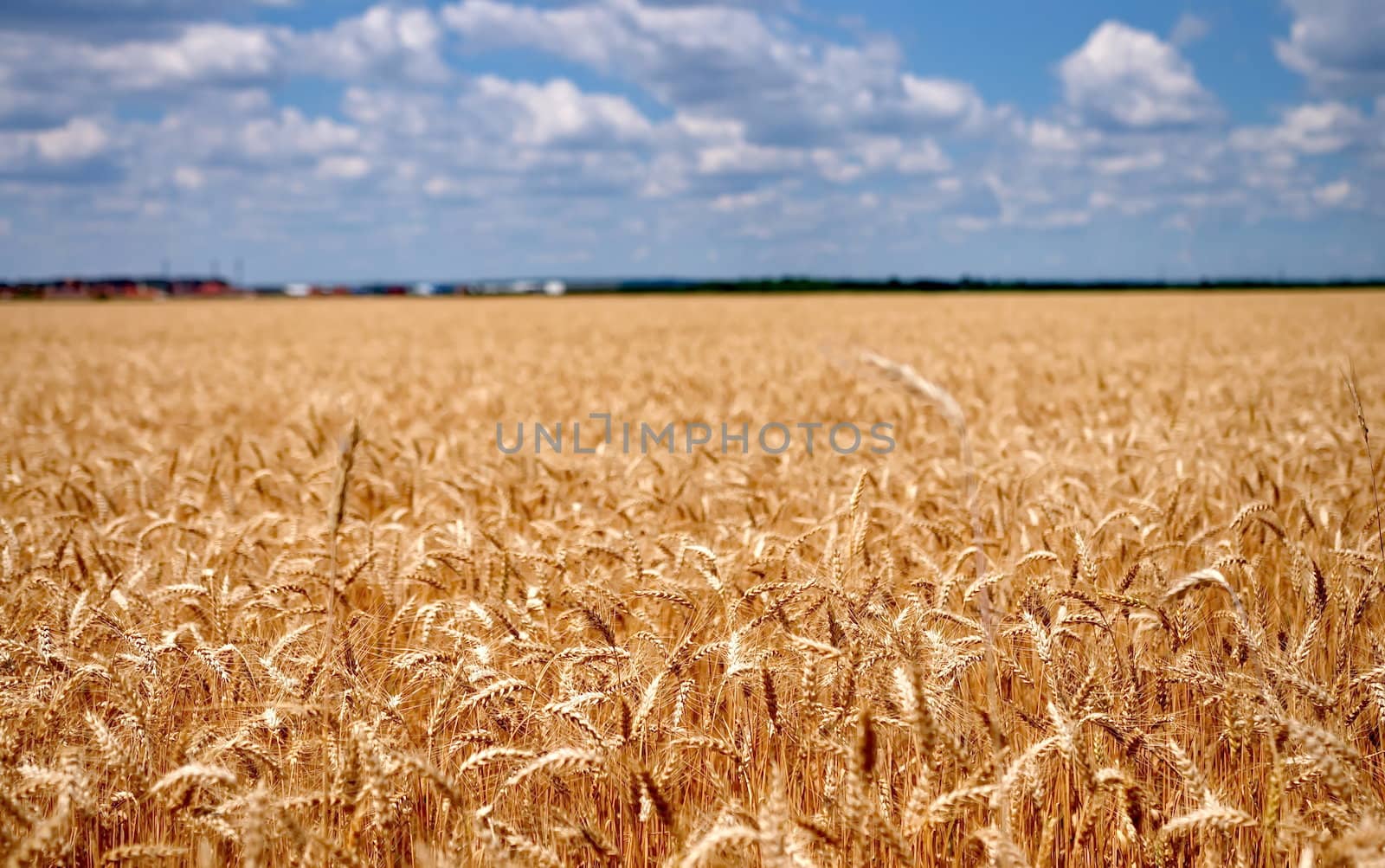 Wheat field with cloudy blue sky