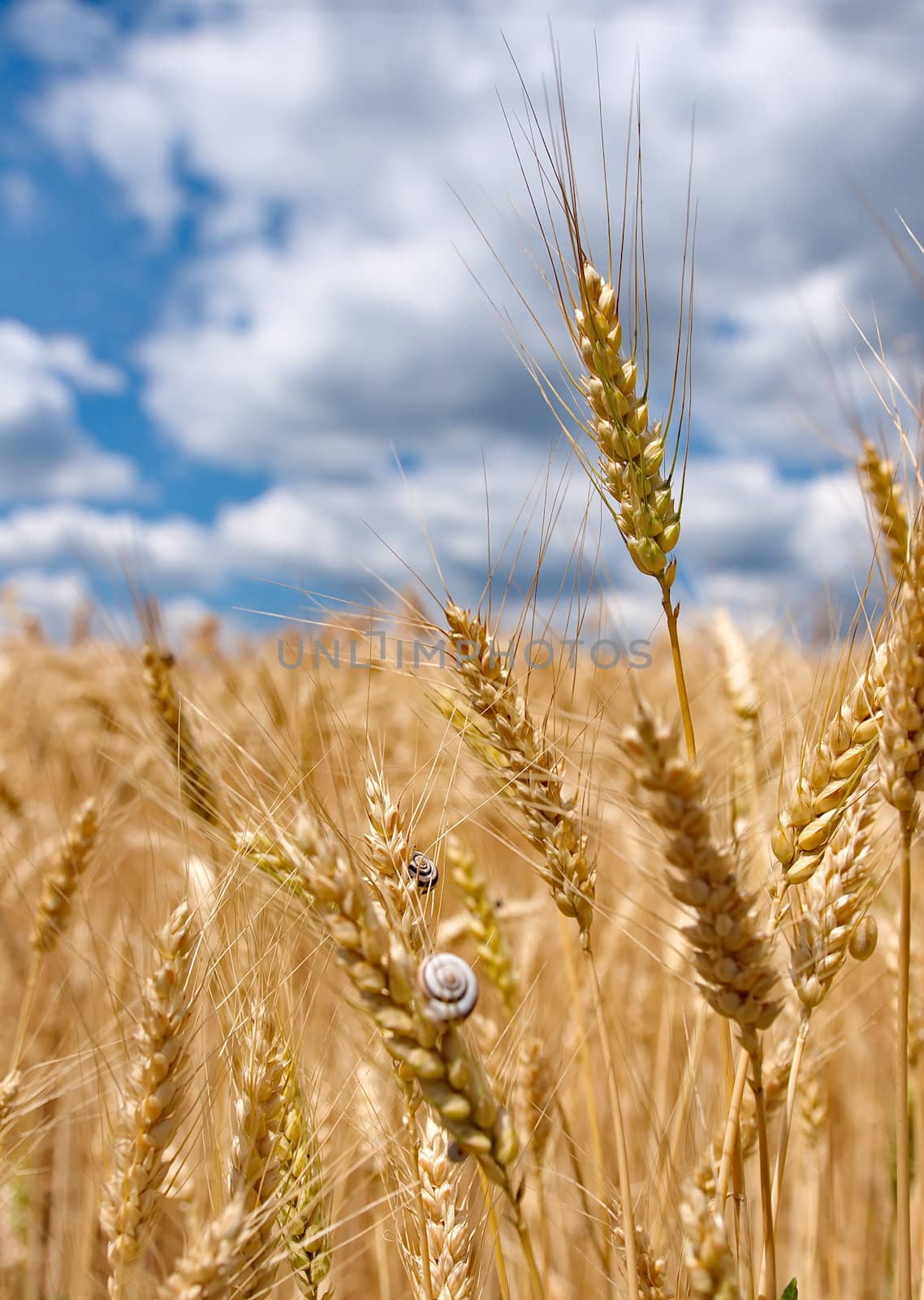 Wheat field with cloudy blue sky by anderm