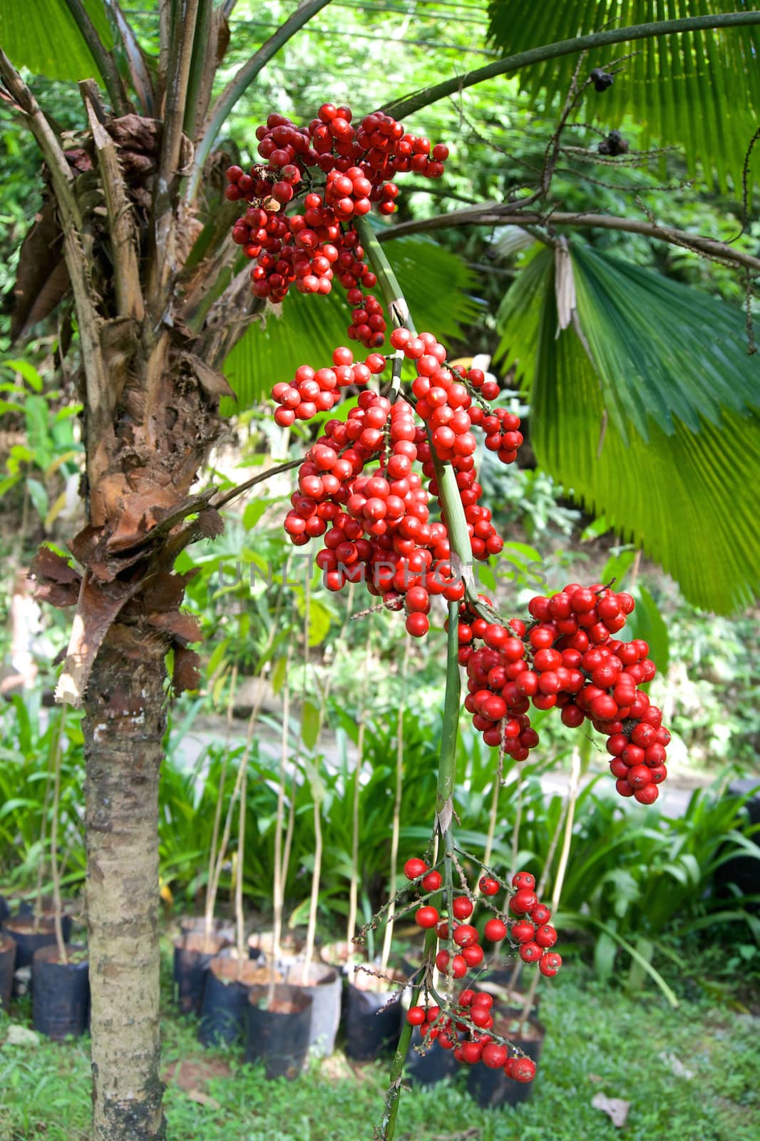 Red ripe areca of betel palm by eaglesky