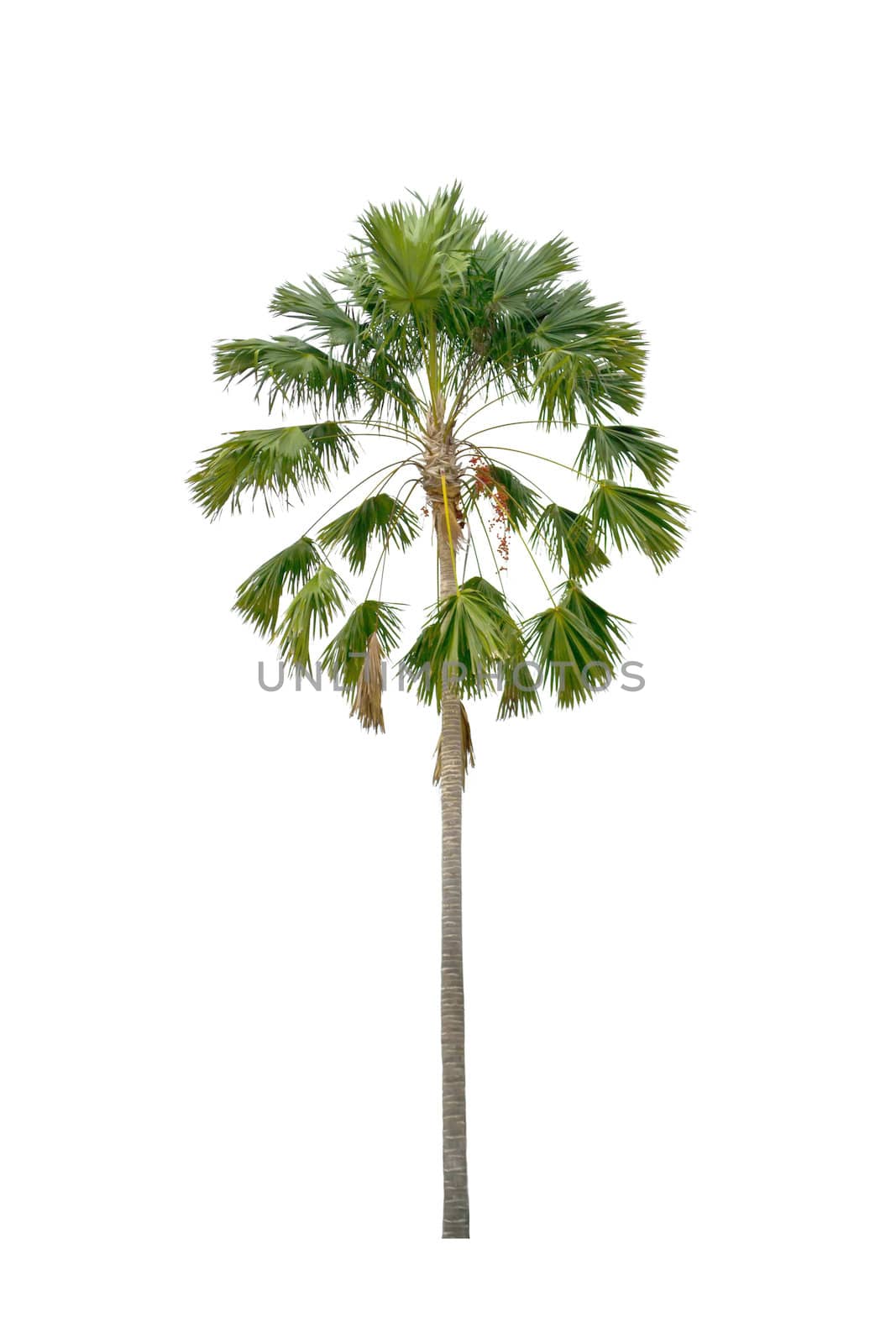 Palm tree on a white background