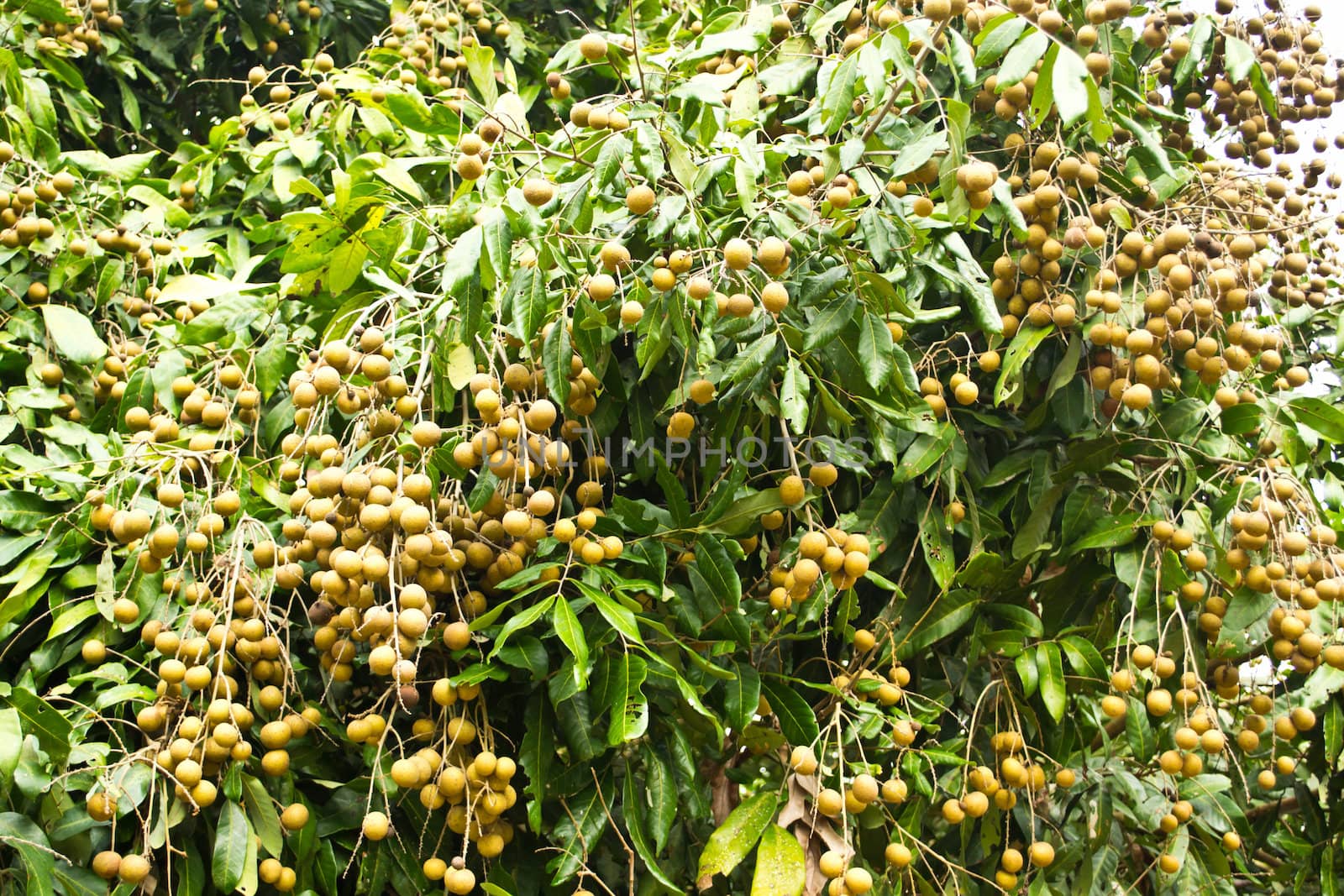 Longan orchards - Longan fruits on tree by Thanamat