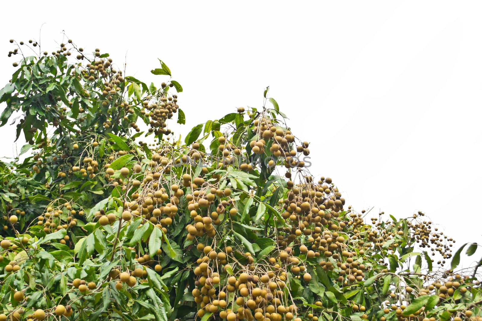 Longan orchards - Longan fruits on tree by Thanamat