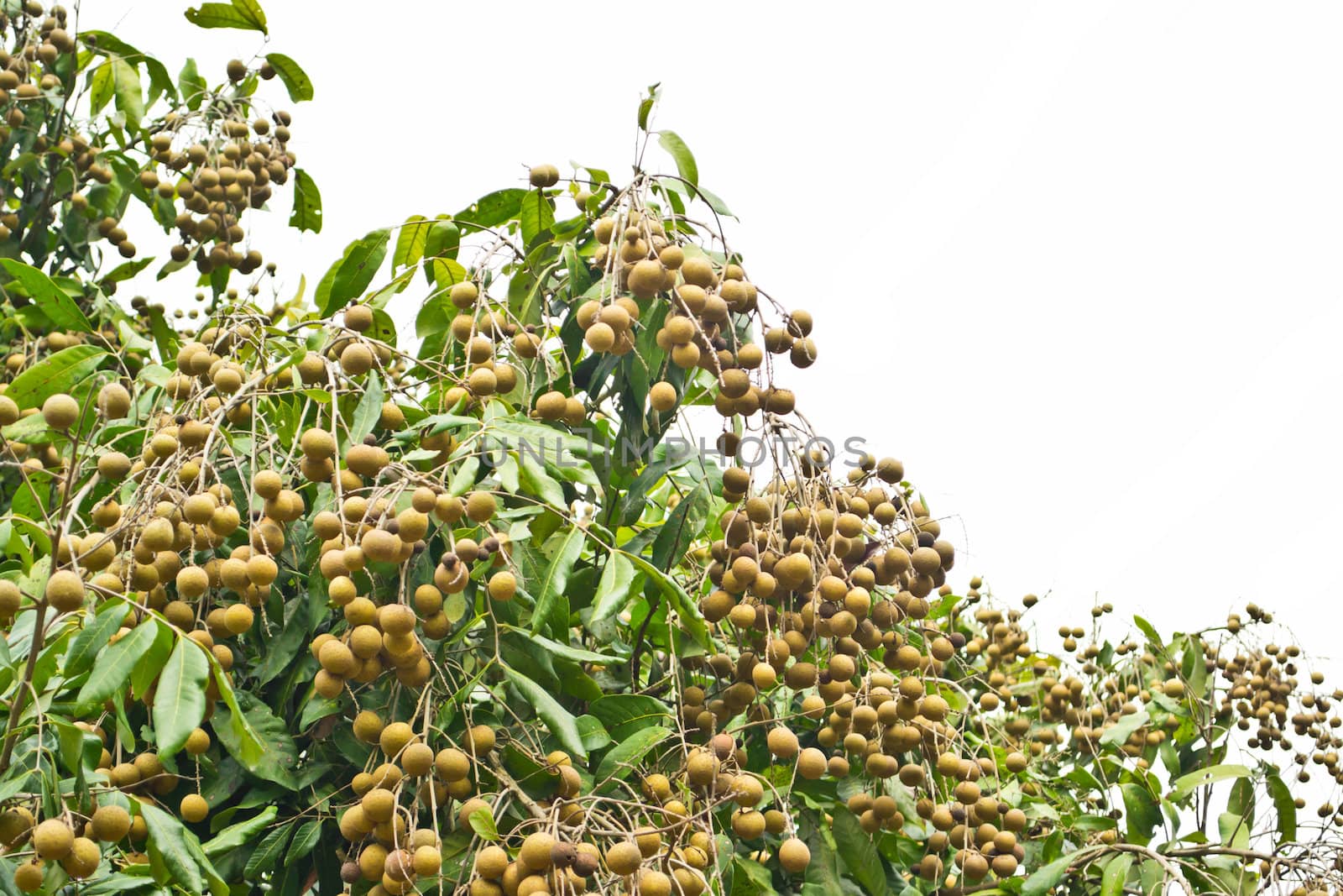 Longan orchards - Longan fruits on tree by Thanamat