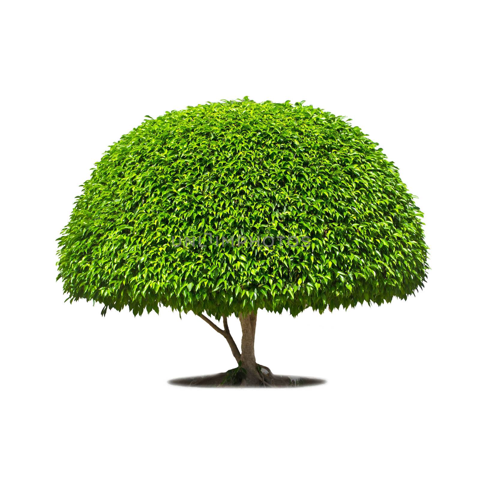 Tree isolate on a white background 